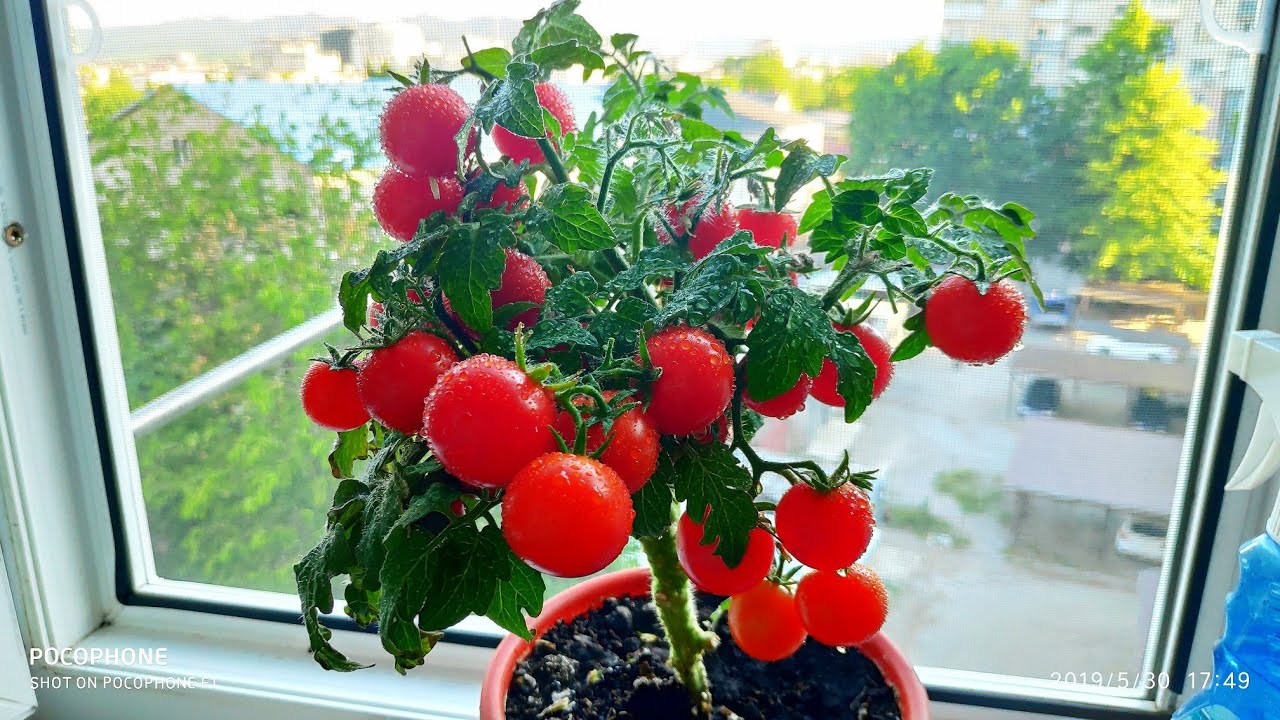 Выращивание помидоров черри на подоконнике. Черри балконное чудо. Томат черри балконный красный. Балконные томаты черри. Томат балконный красный f1.